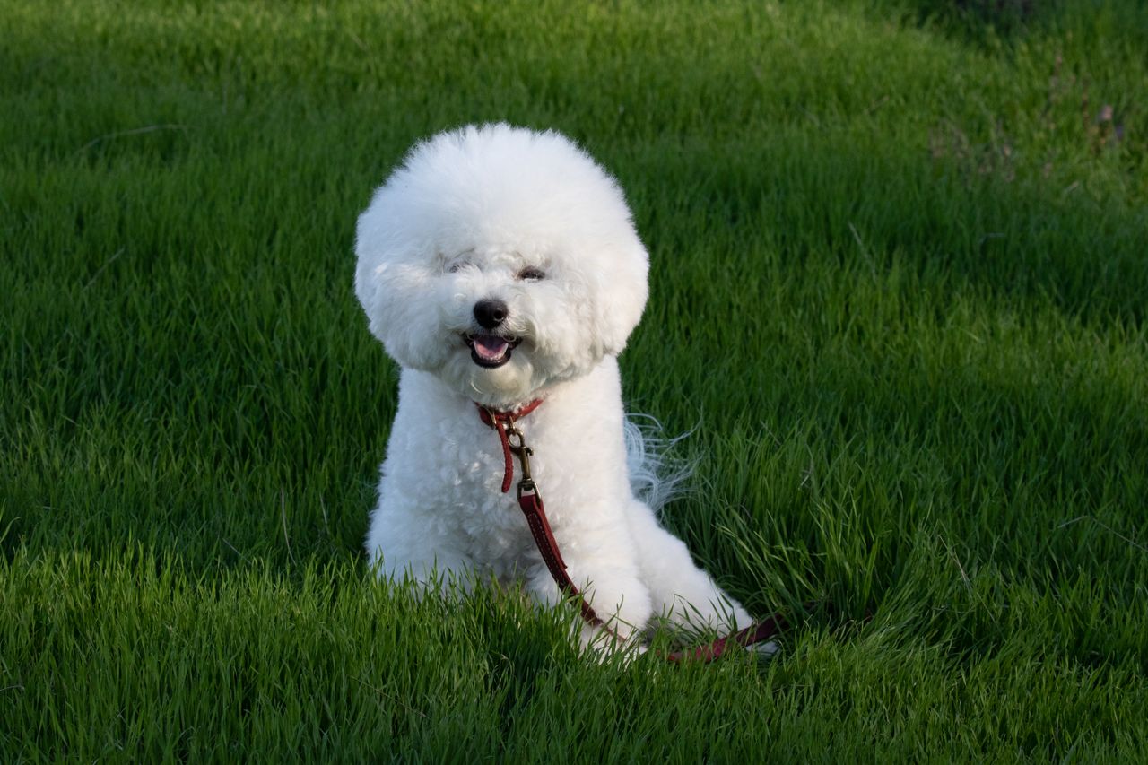 Cute Bichon Frise dog sitting on lush green grass with red leash outdoors.