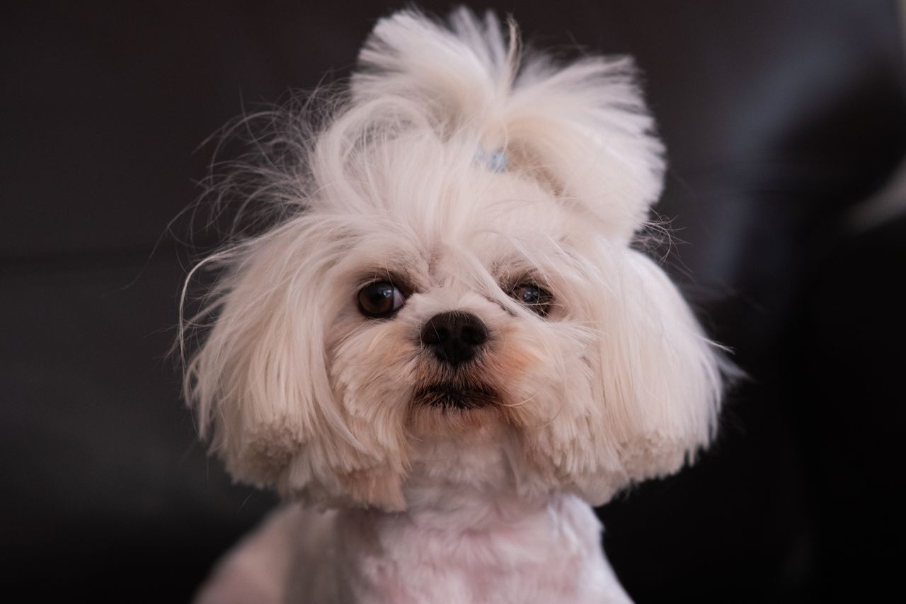 Close-up of a white Bichon Frise dog, highlighting its fluffy fur in an indoor environment.