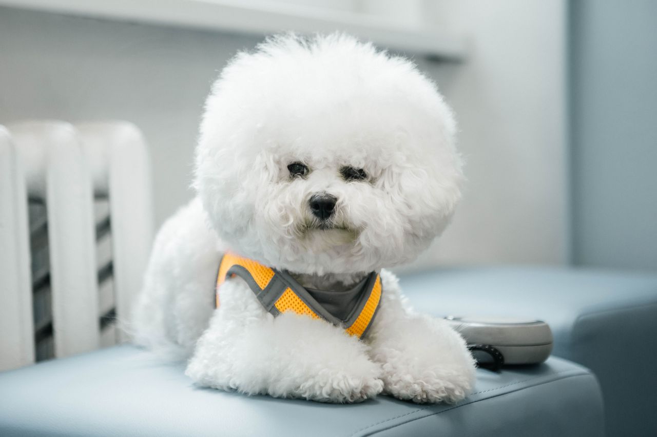 A cute Bichon Frise puppy with fluffy white fur sitting indoors wearing a vibrant vest.