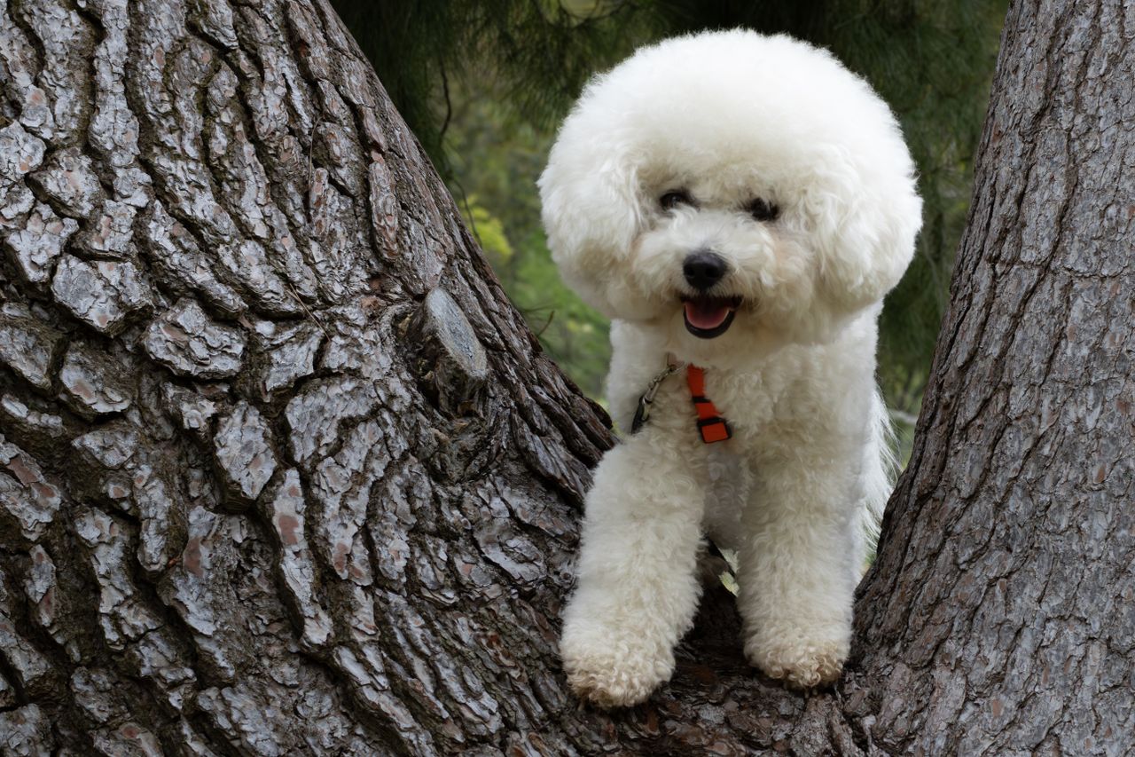 Cute white poodle sitting in a tree, showcasing a fluffy coat and playful expression.