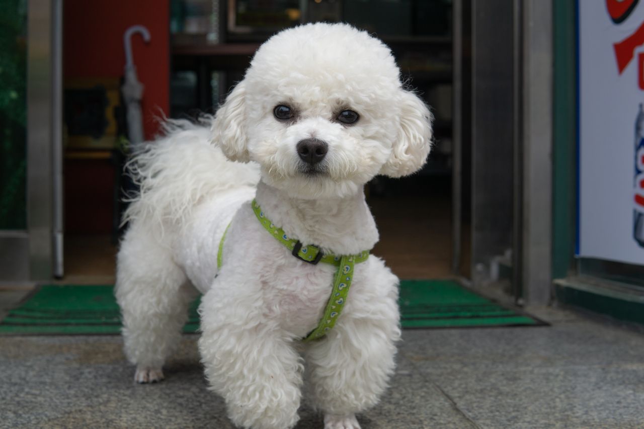 Cute white poodle with green harness standing on pavement outdoors.