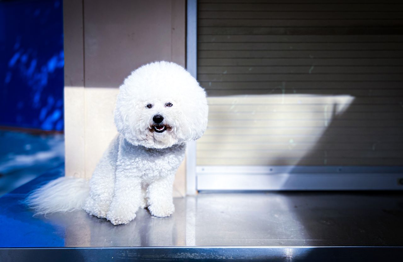 Charming Bichon Frise sitting indoors, soaking up sunlight. Perfect for pet lovers.