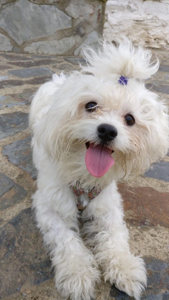 animalia, canis, familiaris, mammalia, beautiful, animal companion, canidae, puppy, portrait, small, fur, fluffy, lay, domestic, bichón, bichón maltese, mascot, dog, animal, pets, pet, animals, domestic animal, cute, nature, mammal, adorable, race, mammals, break, fujur, dog resting, relaxation, resting, friend, dog profile, obedient dog, pigtail, dog with ponytail, the never ending story, wow, obedience, portrait dog, dogs, male, hairy, canine, company, happy, tender, attentive, photo dog, attentive dog