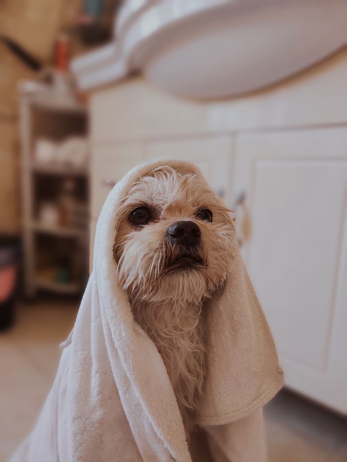 Adorable Lhasa Apso dog wrapped in a white towel after a bath, looking cute and fluffy.