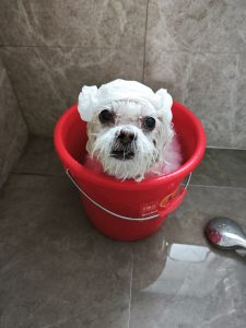bichon shampoo